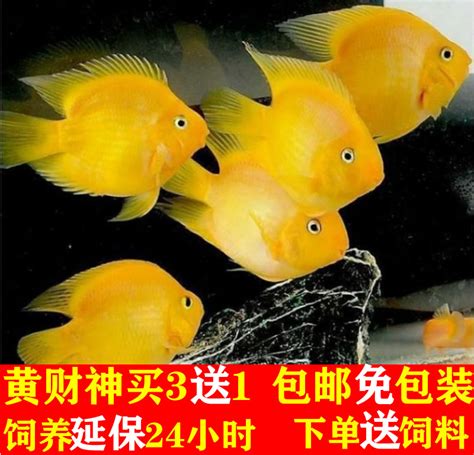 紅招財魚|財神魚(黃金戰船)飼養14要點 – 寵物百科